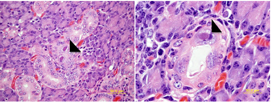 Guinea pig Cytomegalovirus (GpCMV)