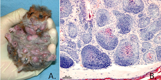 Hamster Polyomavirus