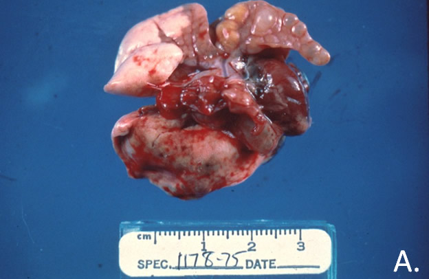 Mycoplasma pulmonis