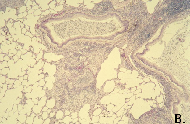 Mycoplasma pulmonis