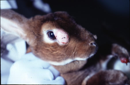 Rabbit (Shope) Fibroma Virus