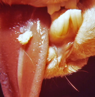 Rabbit Oral Papilloma Virus
