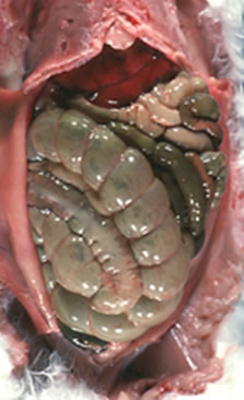 Mucoid Enteropathy (ME) Complex or Cecal Dysbiosis