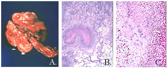 Pseudotuberculosis (Corynebacteriosis) // College of Veterinary Medicine