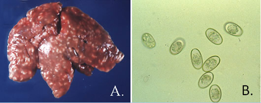 Hepatic Coccidia