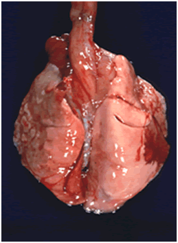 Pasteurellosis