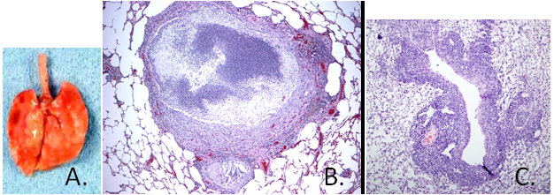 Mycoplasma pulmonis