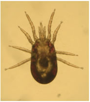 Mesostigmatid mites (Blood-sucking mites)
