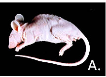 Mouse Hepatitis Virus