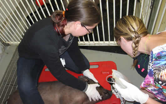 Resident guides extern in performing an ophthalmic exam on a pig.