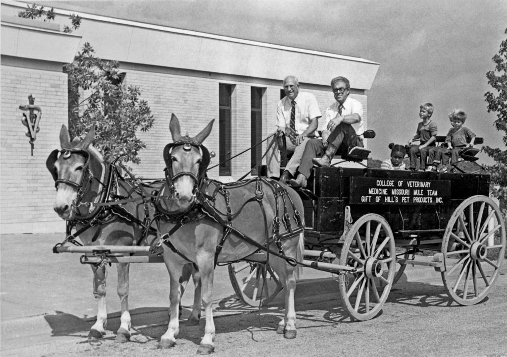 Former dean Robert Kahrs, left, holds the reins to Hillda and Louise in the mid-1980s — shortly after the mules arrived at Mizzou.