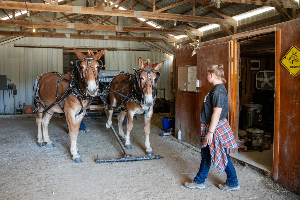 Jensen preps George and Boone for a ride. "They're really just now getting into their swing of being able to listen and being able to drive and be trusted," Jensen said. 