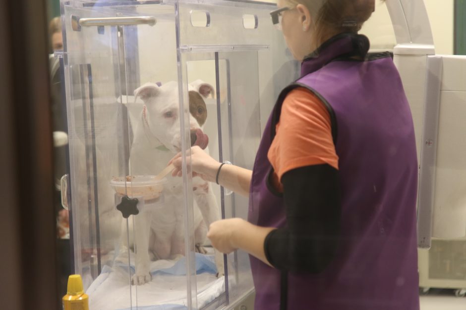 In the study, a video x-ray was taken while each dog was eating and drinking in a natural position (while standing) to look for abnormalities in swallowing or movement of material into or back out of the animal's stomach.