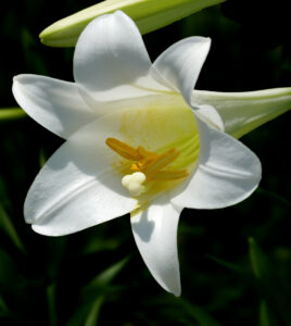 Potted Easter lilies are perennials that can be planted into the garden after the Easter season ends. The plant’s white trumpet-like flowers might not sound the warning that all parts of it are highly toxic to cats.