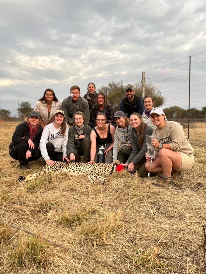 CVM students and wildlife veterinarian Andy Fraser pose next to a sedated cheetah.
