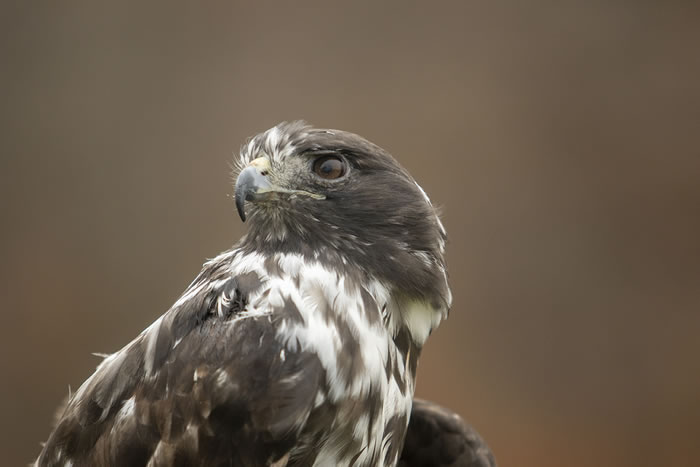 J.D., a Harlan’s hawk, is estimated to be around 38 years old and is believed to be the oldest living in captivity.