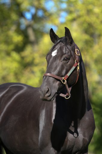 A horse at the Stephens College Equestrian Center.