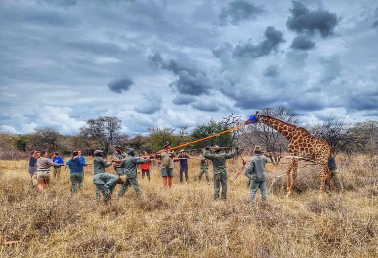 CVM students, Andy Fraser, and local workers assist in transporting a giraffe.
