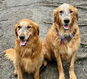 Nelli (left) and Oliver pose together at a Kansas City dog park.