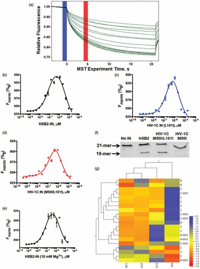 Fig. 1 – Impact of HIV-1 integrase polymorphisms on viral/DNA interaction, and drug efficacy. 