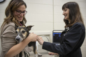 During a recheck of Spirit, Professor of Small Animal Internal Medicine Carol Reinero (right) and Assistant Professor of Small Animal Internal Medicine Aida Vientós-Plotts conduct an ultrasound to make sure the cryptogenic organizing pneumonia that they treated remains well controlled.