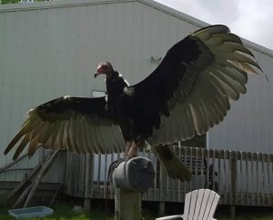 Turkey Vulture (Cathartes aura) – Grimm
