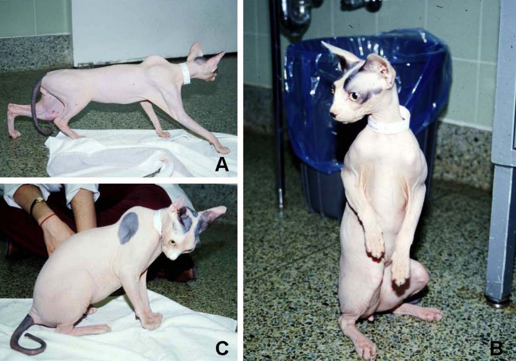 Sphynx Spasticity