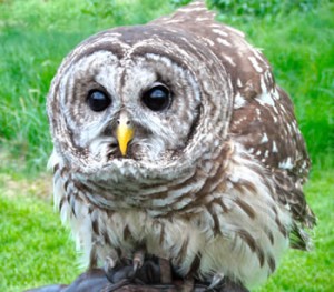 Barred Owl (Strix varia) – Ebenezer