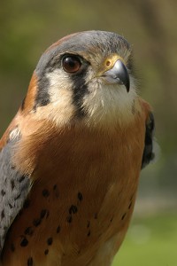 American Kestrel (Falco sparverius) – Hephaestus