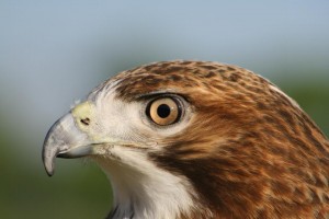 Red-tailed Hawk (Buteo jamaicensis) – Jacob