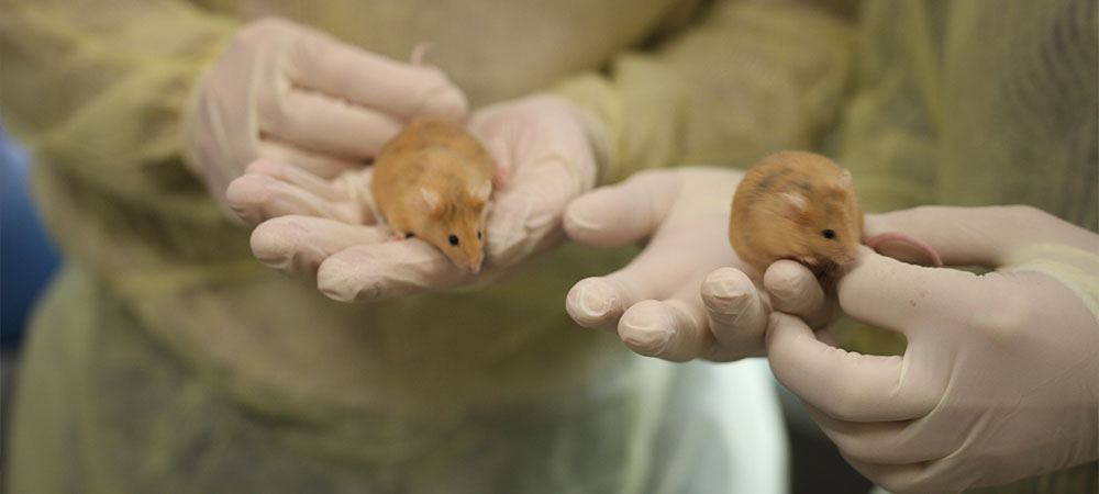 The MUMC is closely affiliated with the NIH-funded MU Mutant Mouse Resource and Research Center (MMRRC) and Rat Resource and Research Center (RRRC).