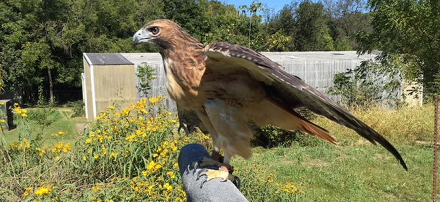 The Massachusetts Birds of Prey Rehab Facility: Offering a second