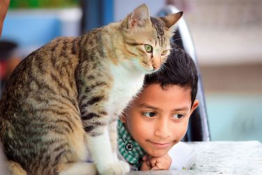 Shelter Cat Adoption in Families of Children with Autism: Impact on Children’s Social Skills and Anxiety as well as Cat Stress