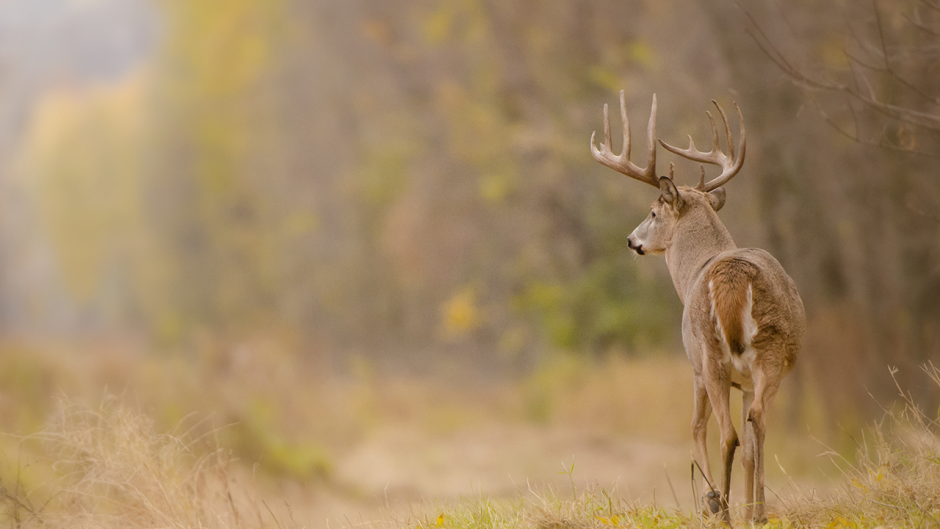 Improving Deer Health One Test at a Time