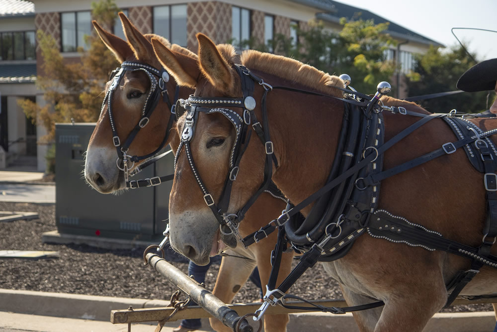 For Missouri, the mule is the embodiment of a living, breathing - kicking- connection with a rich cultural heritage, a bridge that spans centuries.