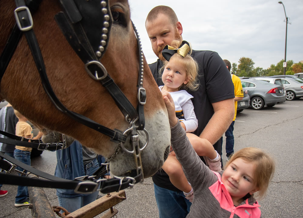 Missouri Mule History and Facts