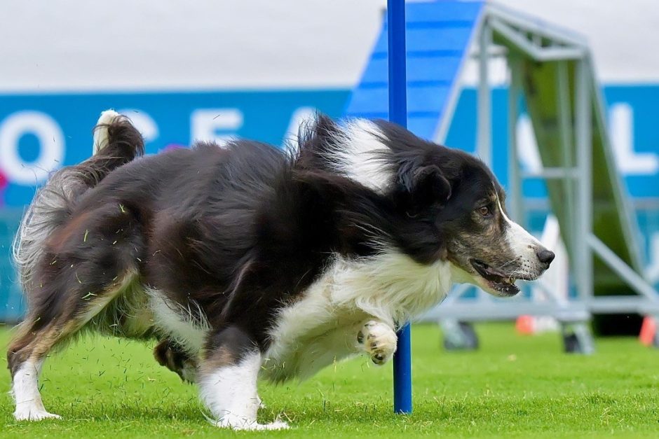 Rhoen, a border collie owned by professional dog trainer Liz Randall, competes in agility events. Photo courtesy of Matt Miller.