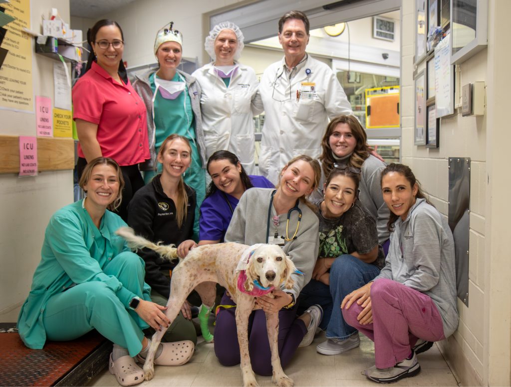 A seamless collaboration between specialties at Mizzou’s Veterinary Health Center helped Claire, a 4-year-old Llewellyn English Setter, heal from life-threatening injuries and return to her happy, playful self.