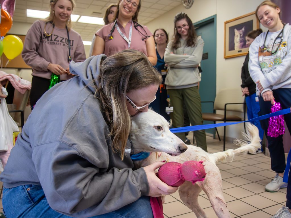 The day Claire left the hospital wasn’t just a celebration for Claire and her owners — it was a triumph for every VHC team member who played a role in her life-saving care.