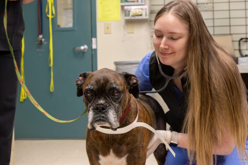 Surgical oncology intern Rachel Bryant, DVM, with Cooper