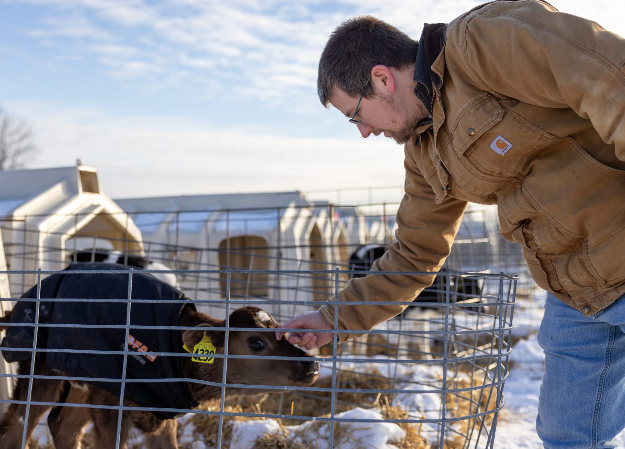 Dan Cook petting a calf