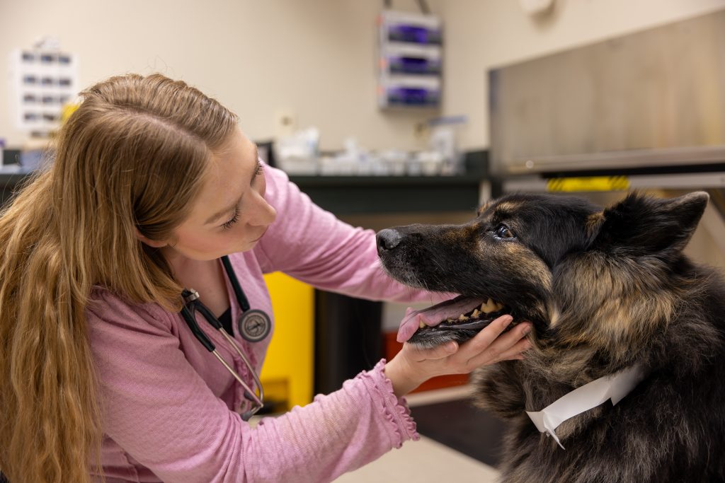 Maggie Moo being examined at the VHC.