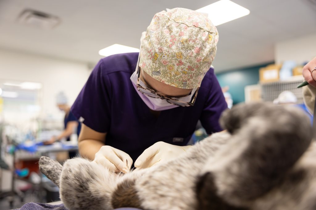 Kelsey Oliver working at the Shelter Medicine Program