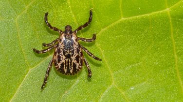 American Dog Tick on leaf