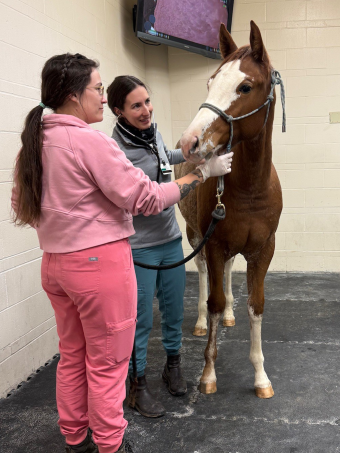 horse and two veterinary providers