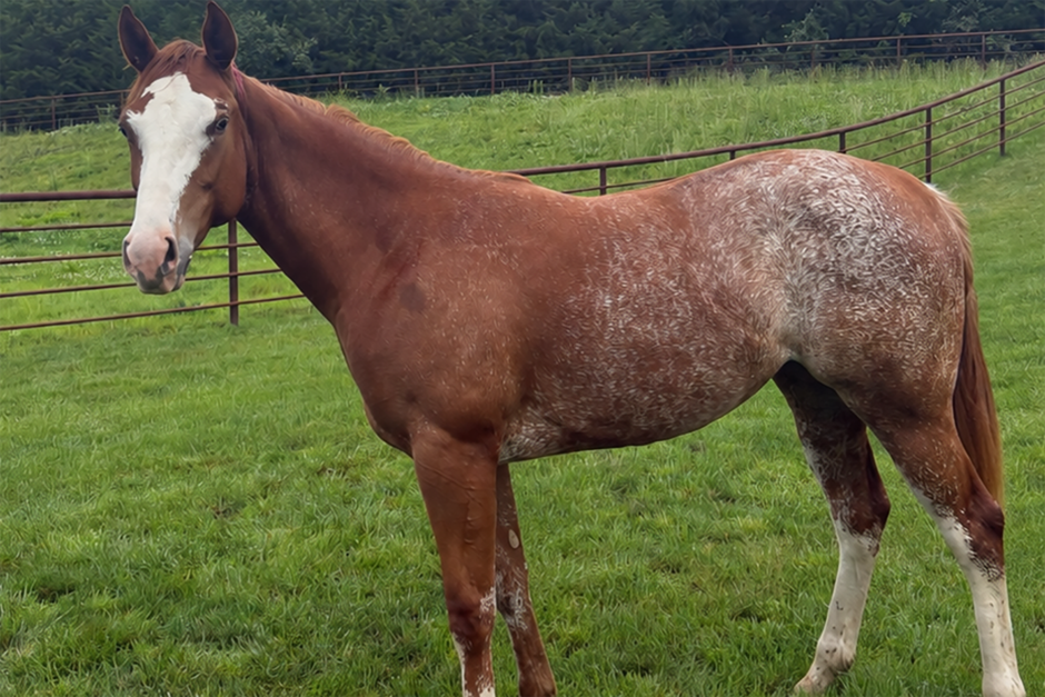 brown and white horse