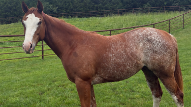 brown and white horse