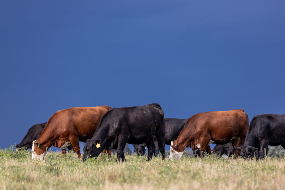 cows in the field