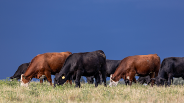 cows in the field