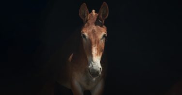 portrait of tim